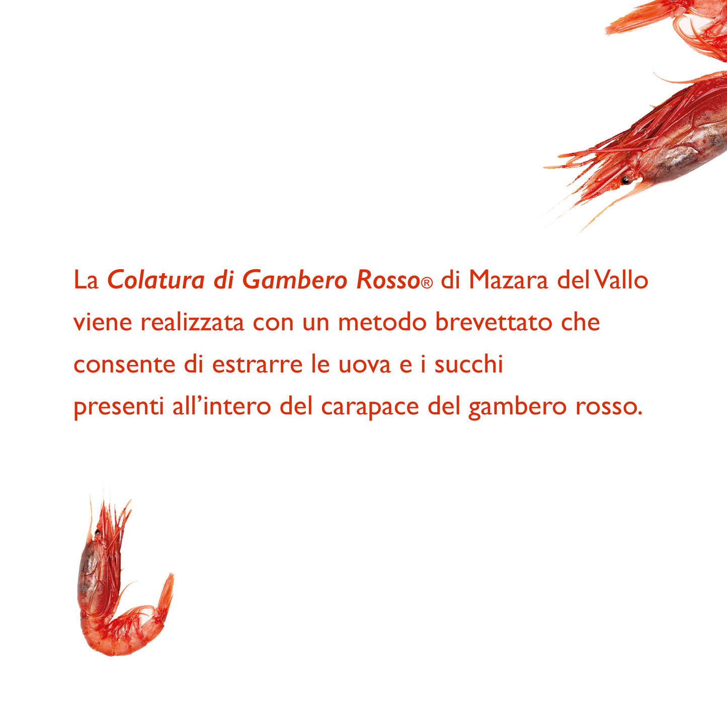 Colatura di Gambero Rosso® di Mazara del Vallo - Colatura di Gambero