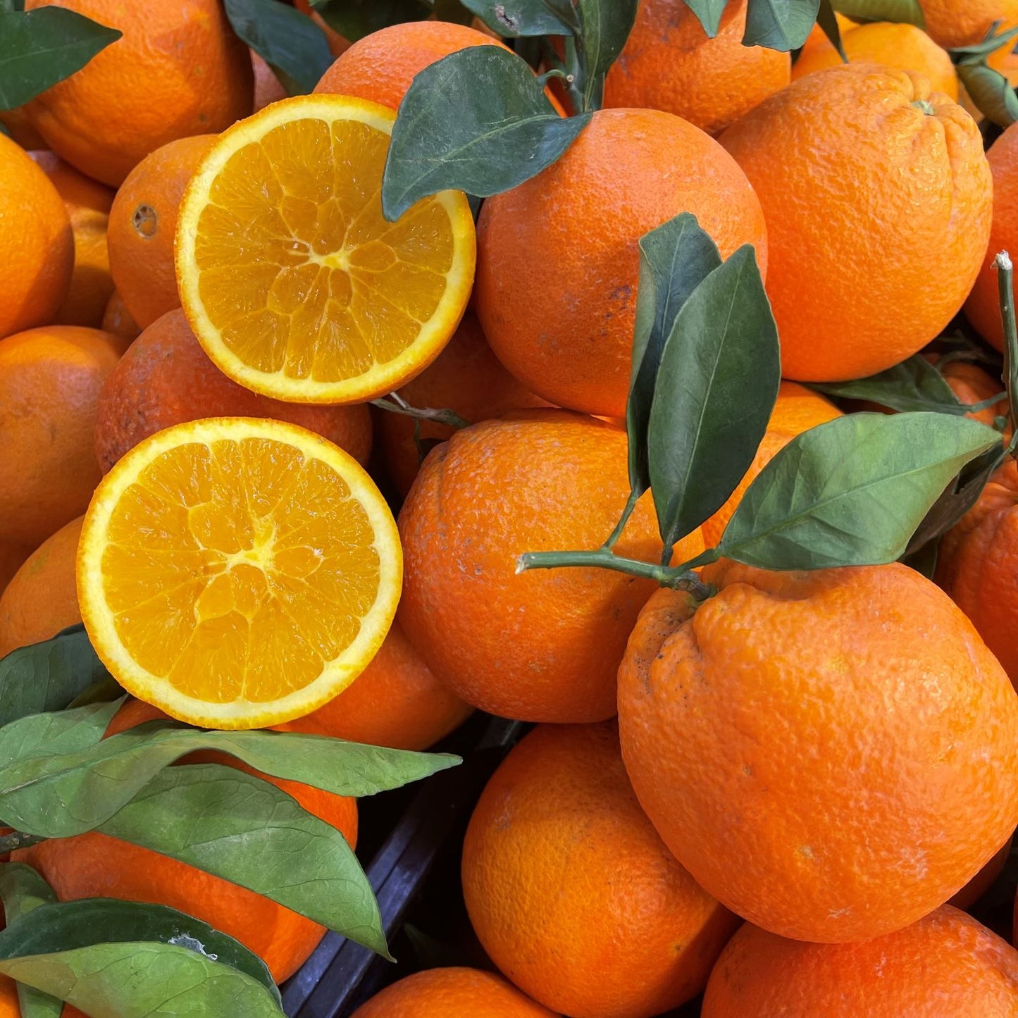 Top Quality Sicilian Blonde Navel Oranges - Free Shipping - Iblagrumi