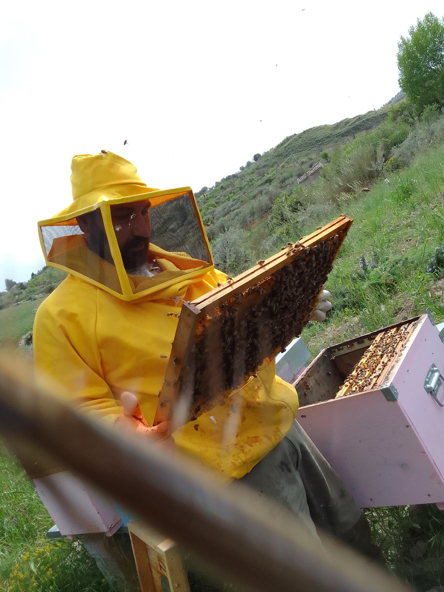 Honey On the White Tower