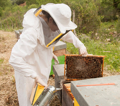 Organic thistle honey from Sicily - Bergi